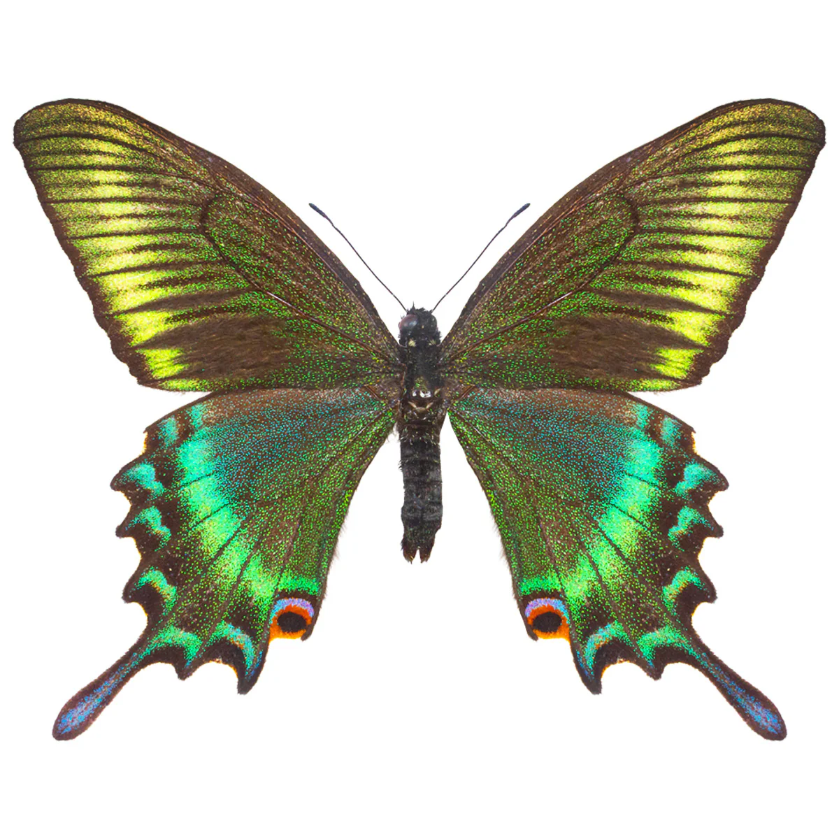 Papilionidae / Swallowtails & More