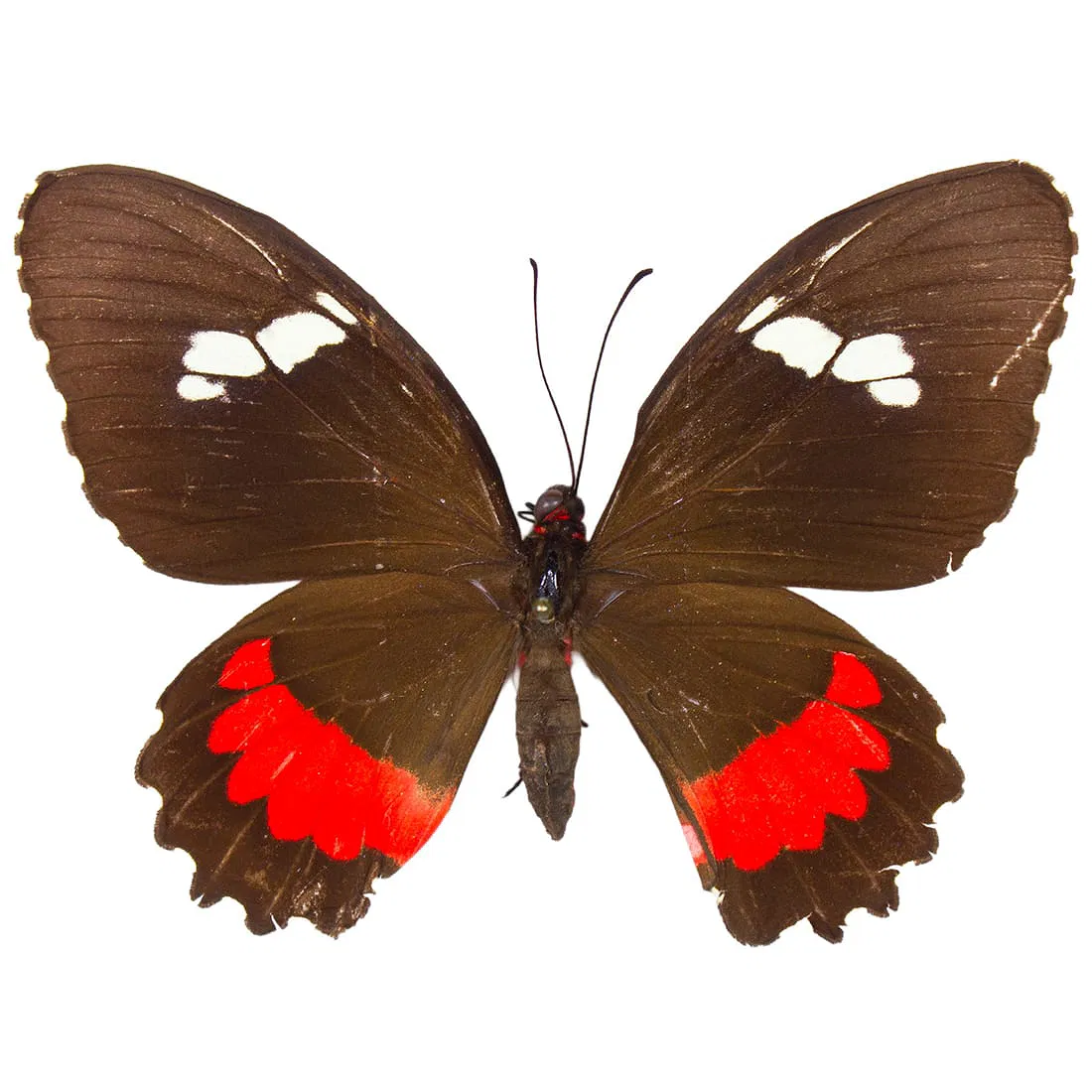 Saturnidae / Silk Moths