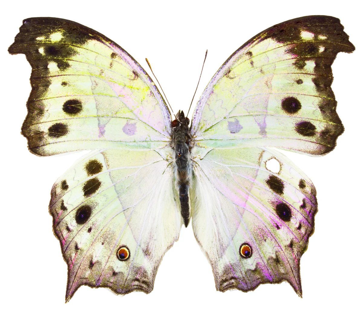 Nymphalidae / Meadow Wanderers